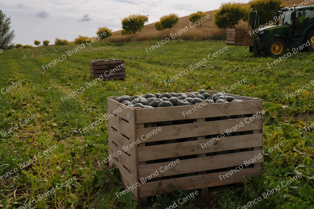 Kabocha Paddock Hawkes Bay (24)