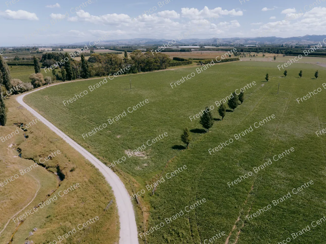 Kabocha Paddock Gisborne (25)