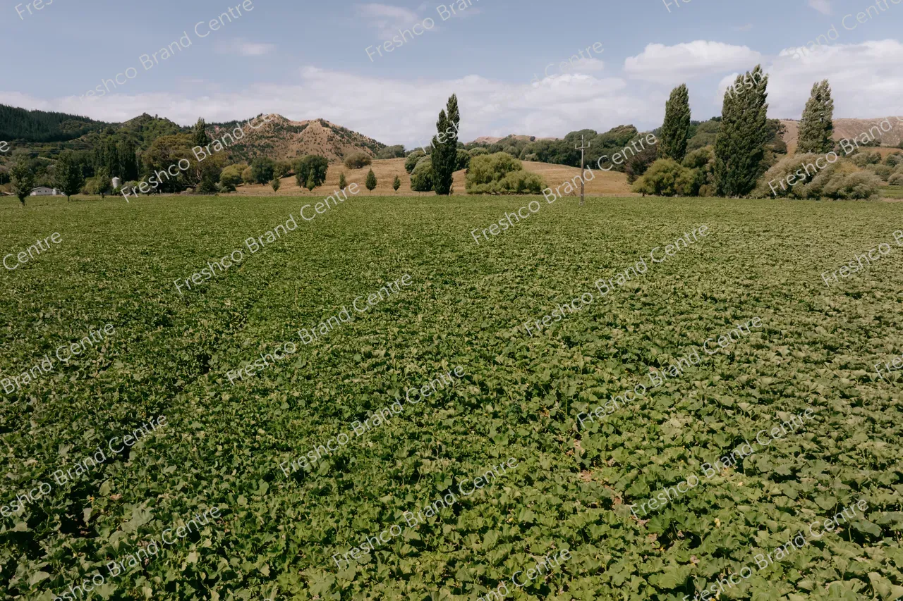 Kabocha Paddock Gisborne (29)