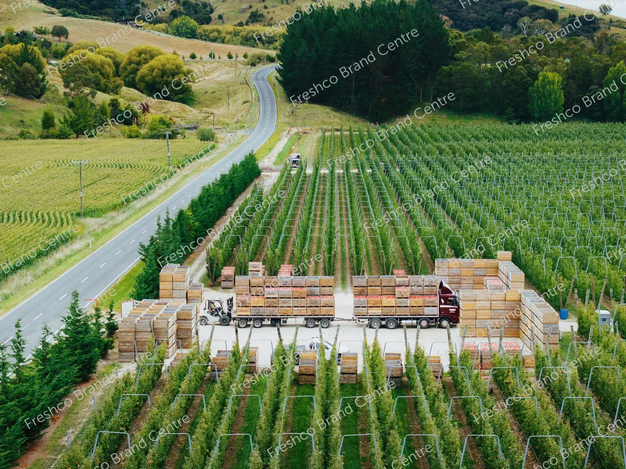 13_Freshco_2025_GALA_BREEZE_DJI_20250212072333_0082_D