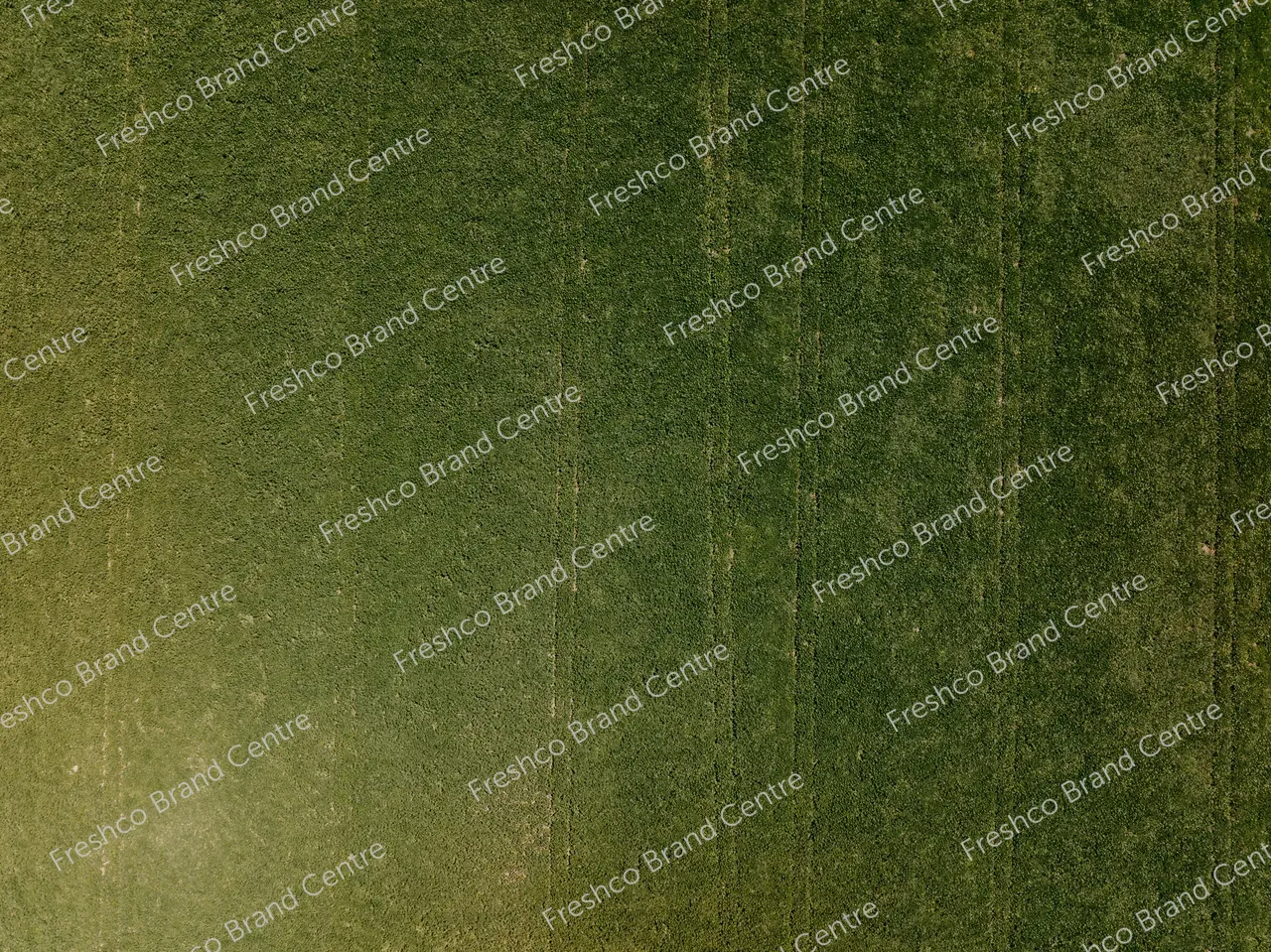 Kabocha Paddock Gisborne (26)