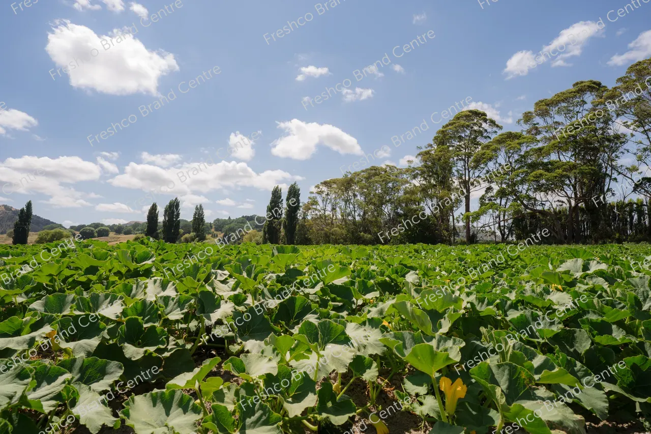 Kabocha Paddock Gisborne (12)