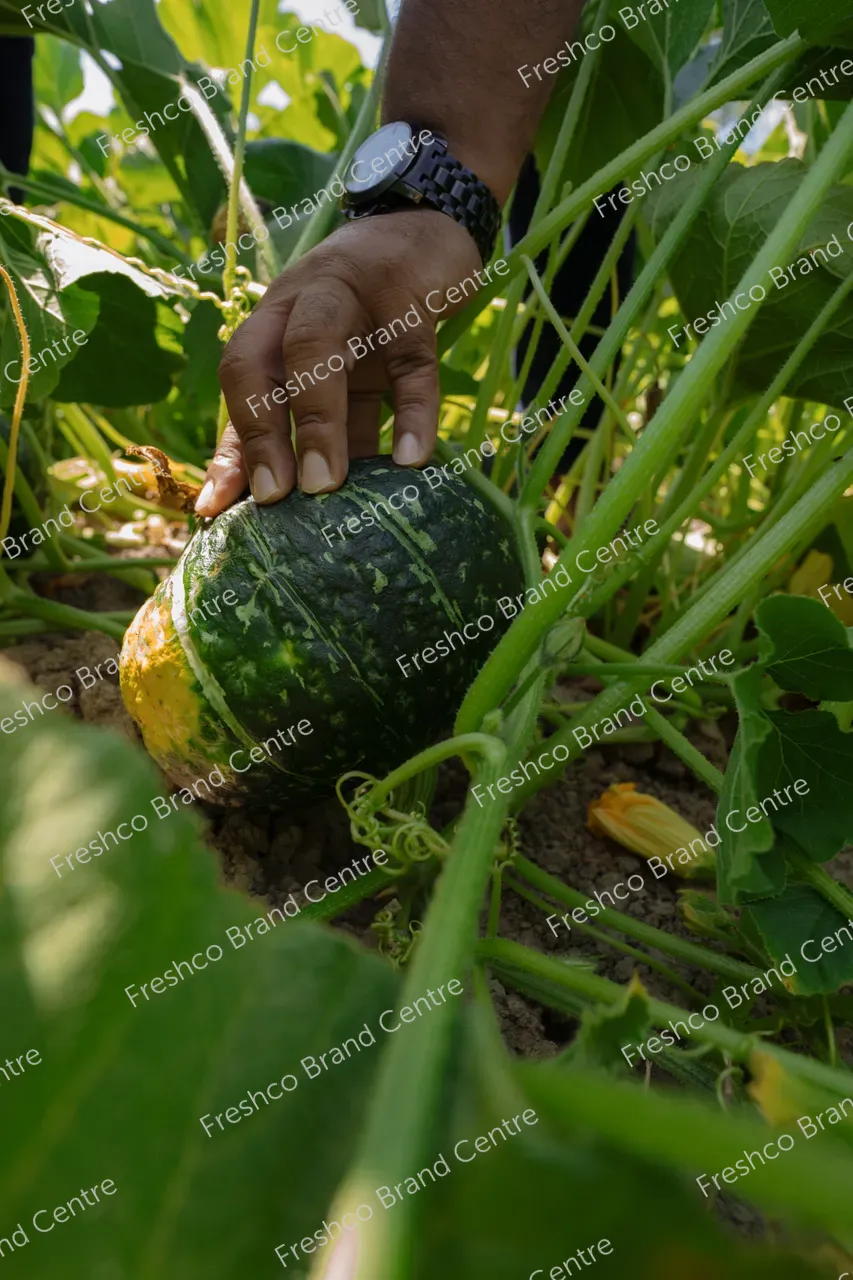 Kabocha Paddock Gisborne (8)