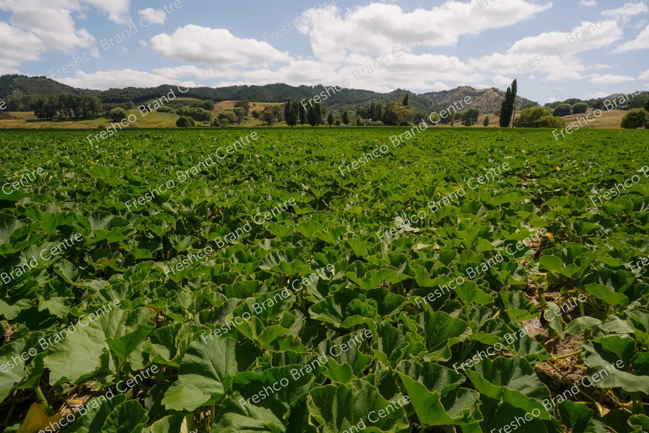 Kabocha Paddock Gisborne (16)