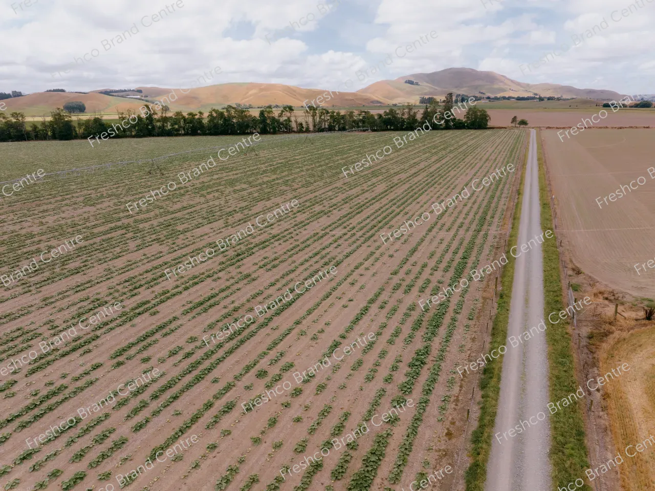 Kabocha Paddock Hawkes Bay (8)