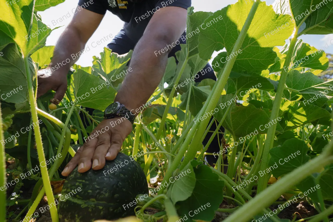 Kabocha Paddock Gisborne (11)