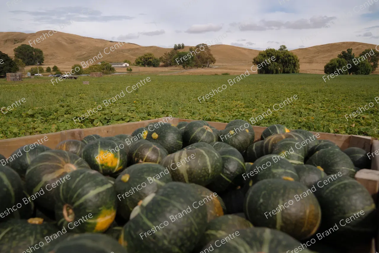 Kabocha Paddock Hawkes Bay (29)