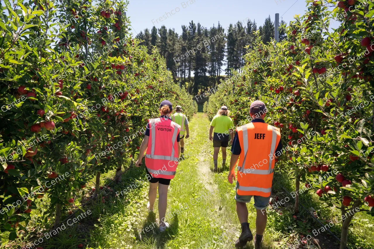 Harvesting Breeze and Gala_13 Feb 2024 (7)