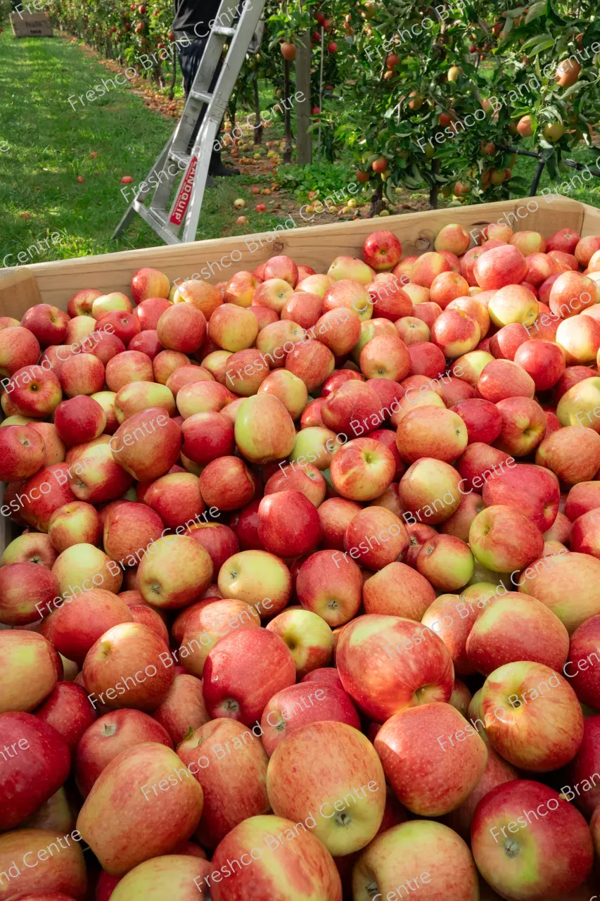 2_Sonya_Harvest_13_03_2024_DSC07251_4000_x_6000