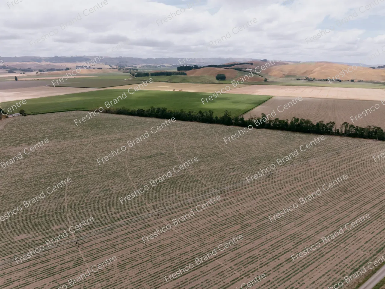 Kabocha Paddock Hawkes Bay (4)