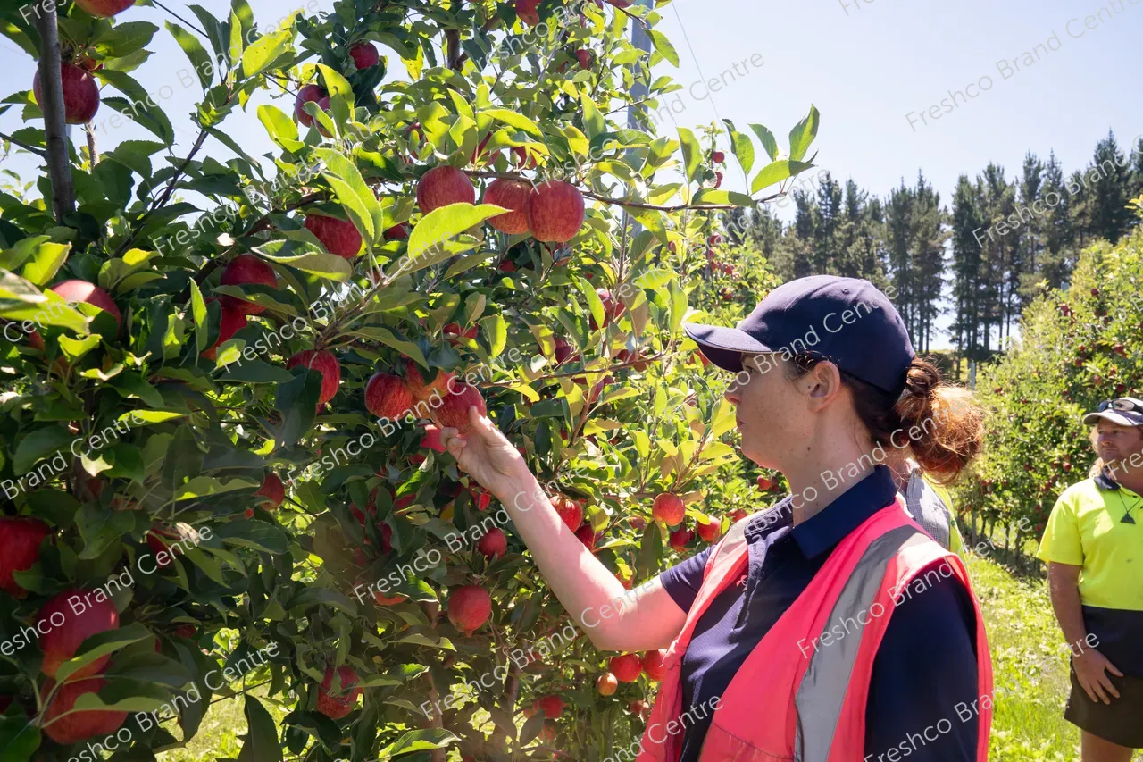 Harvesting Breeze and Gala_13 Feb 2024 (8)