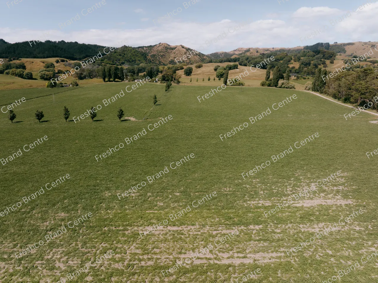 Kabocha Paddock Gisborne (28)