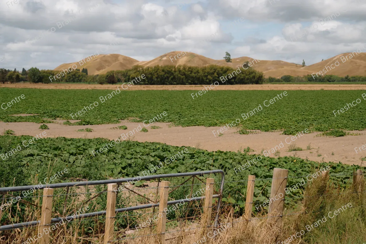 Kabocha Paddock Hawkes Bay (20)