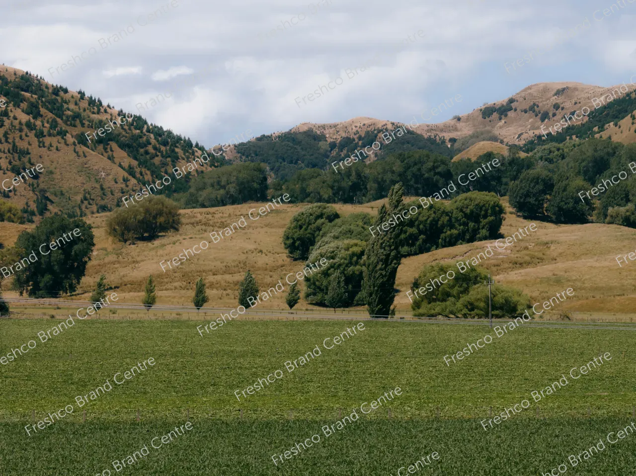 Kabocha Paddock Gisborne (32)