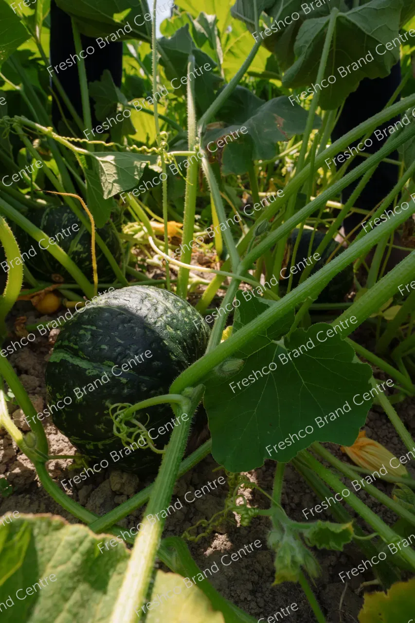 Kabocha Paddock Gisborne (7)