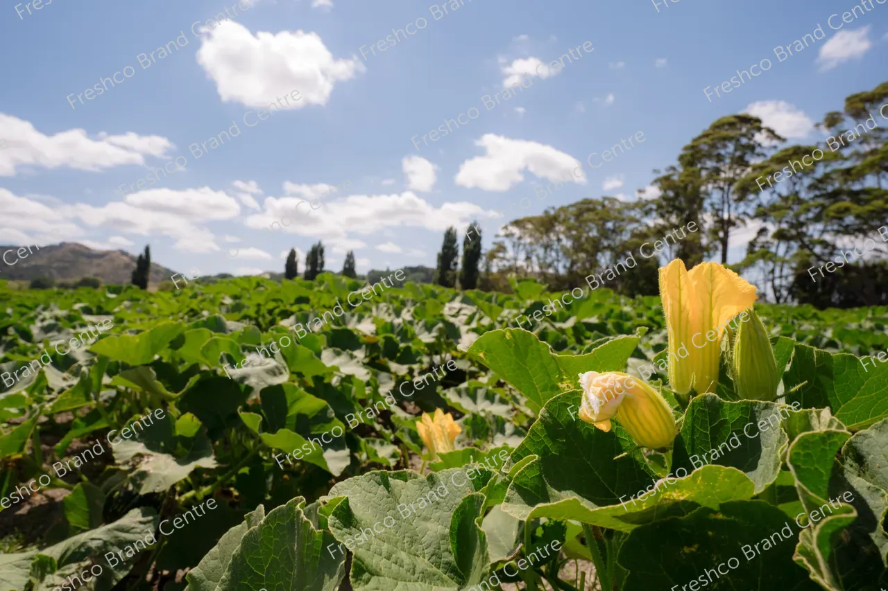 Kabocha Paddock Gisborne (13)
