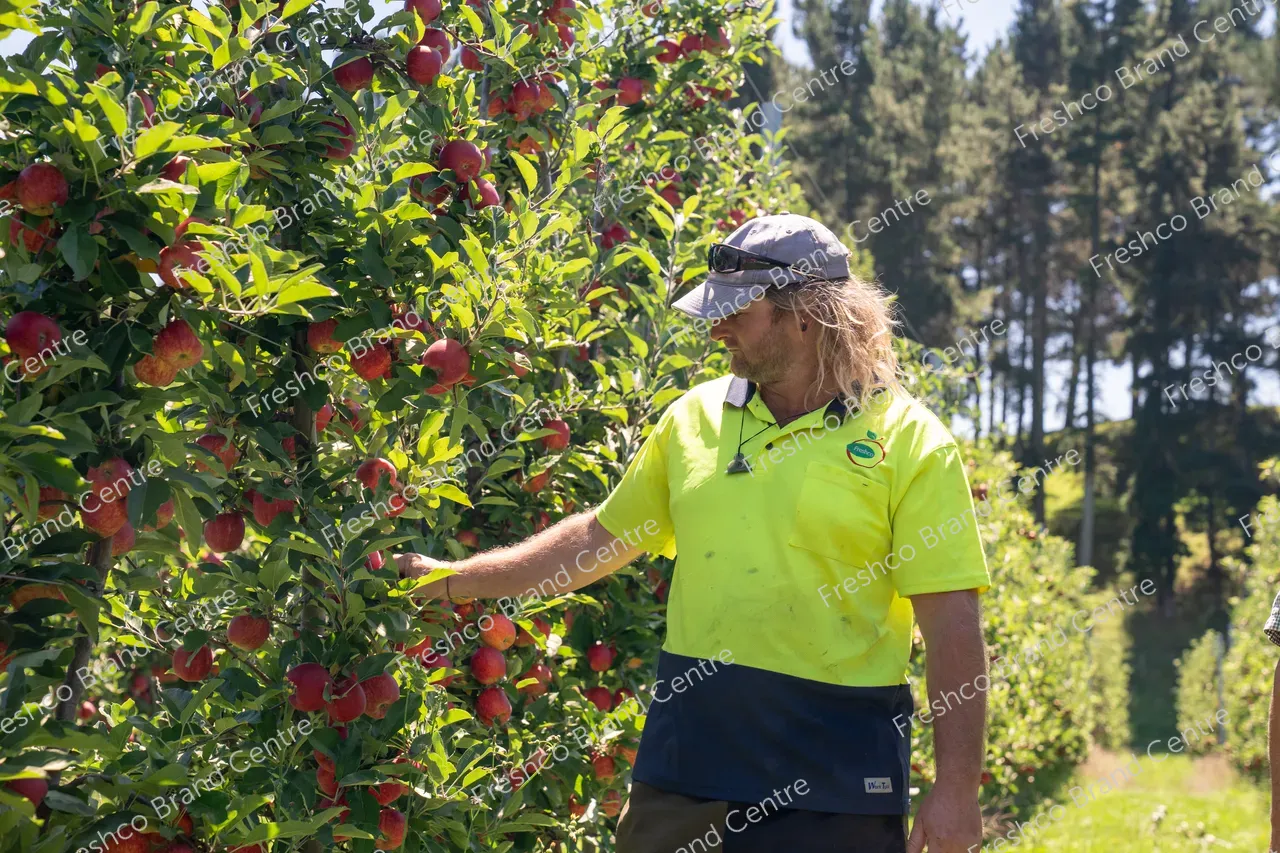 Harvesting Breeze and Gala_13 Feb 2024 (33)