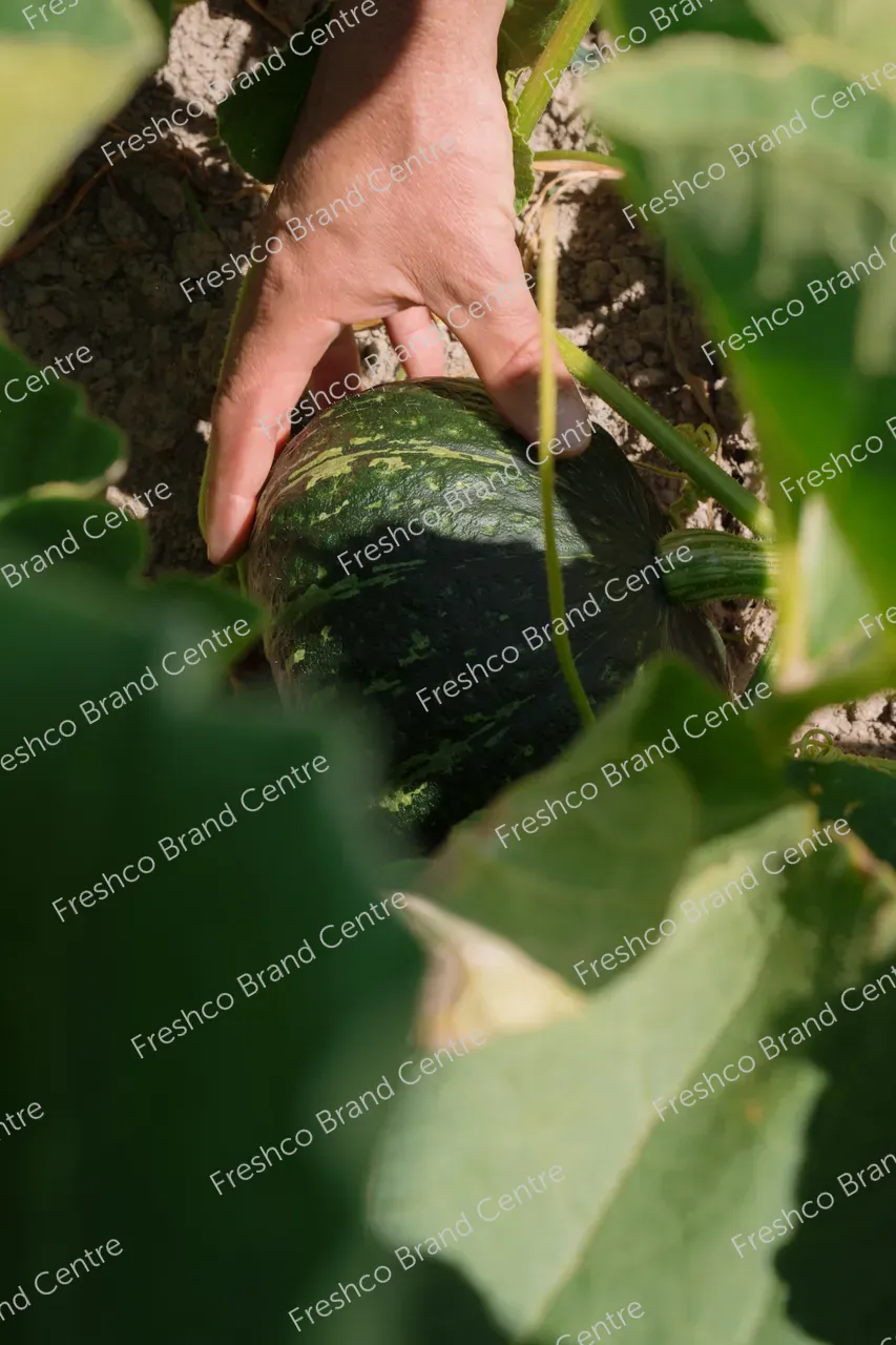 Kabocha Paddock Gisborne (3)