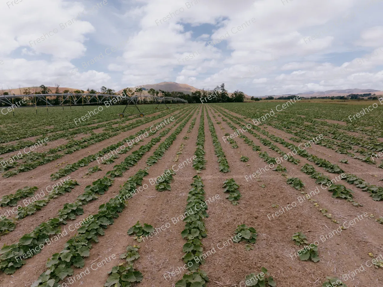 Kabocha Paddock Hawkes Bay (11)