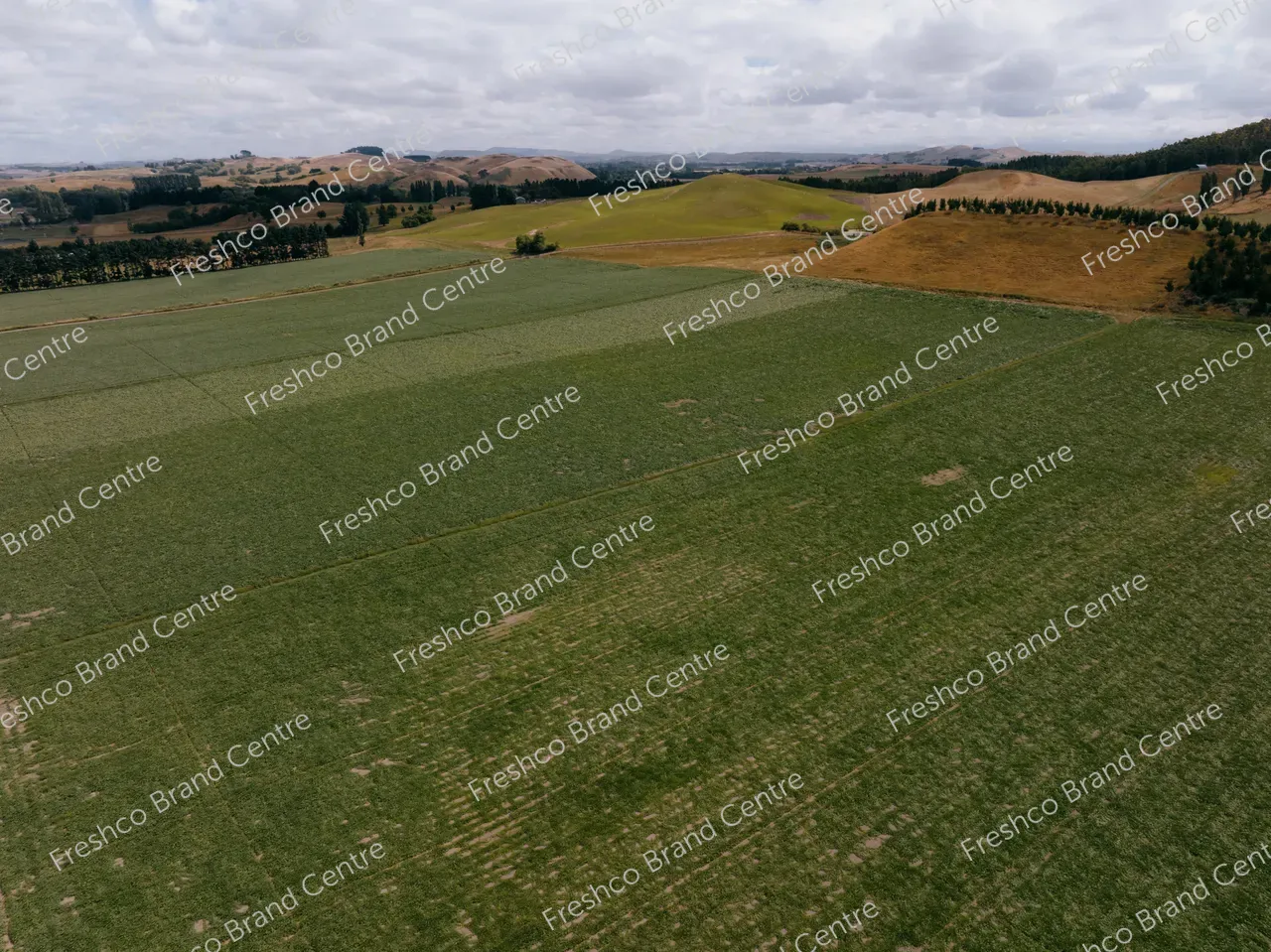 Kabocha Paddock Hawkes Bay (12)