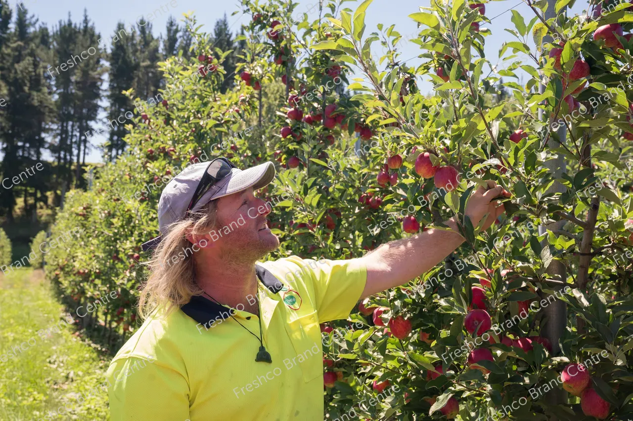 Harvesting Breeze and Gala_13 Feb 2024 (10)