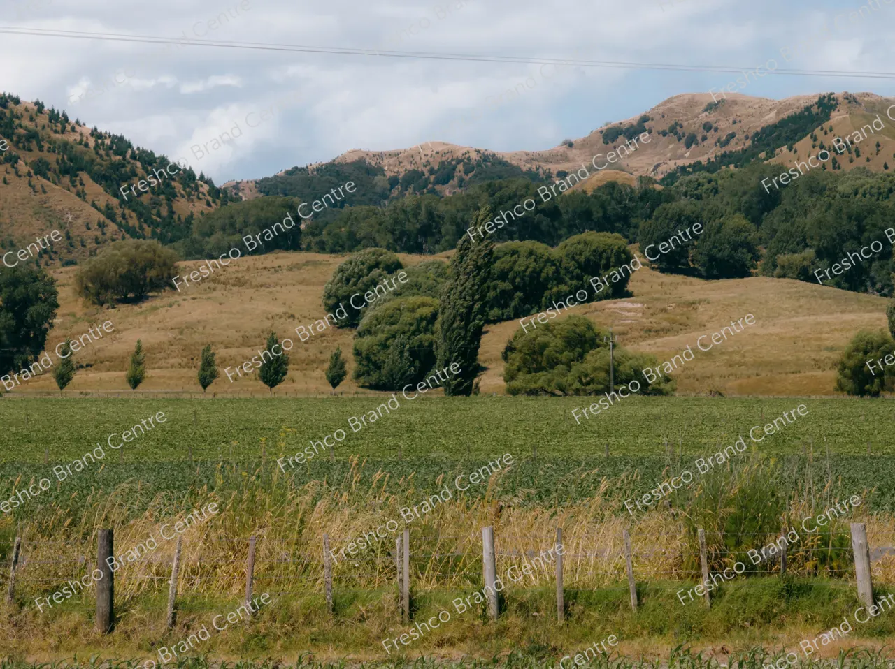 Kabocha Paddock Gisborne (33)