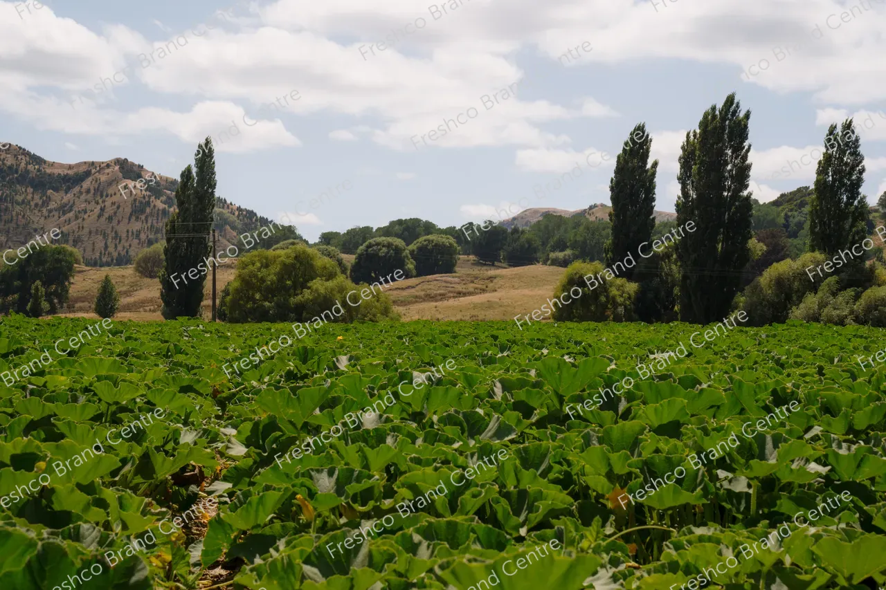 Kabocha Paddock Gisborne (21)