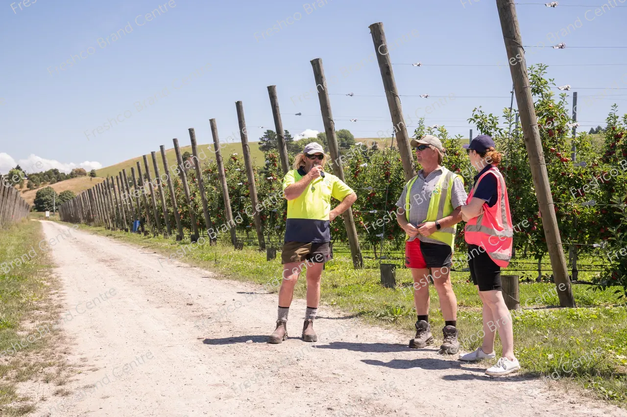 Harvesting Breeze and Gala_13 Feb 2024 (2)