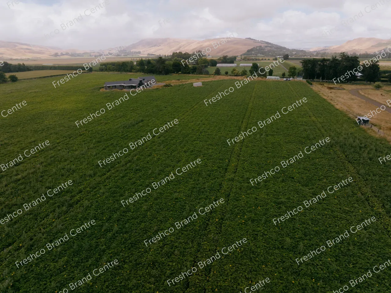 Kabocha Paddock Hawkes Bay (3)