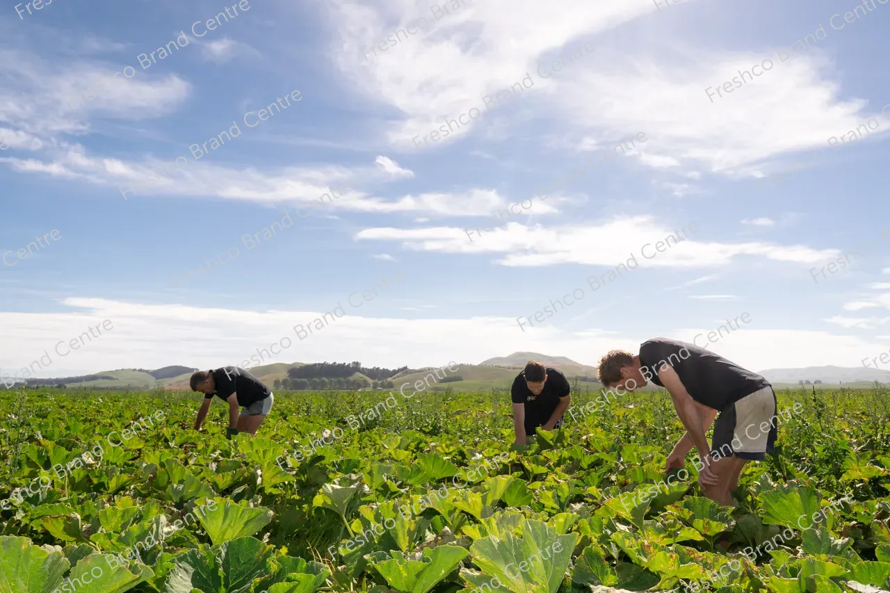 TGM_GROWERS_2026 Hawkes Bay_Hamish-Shane-Hugh-Simon (10)