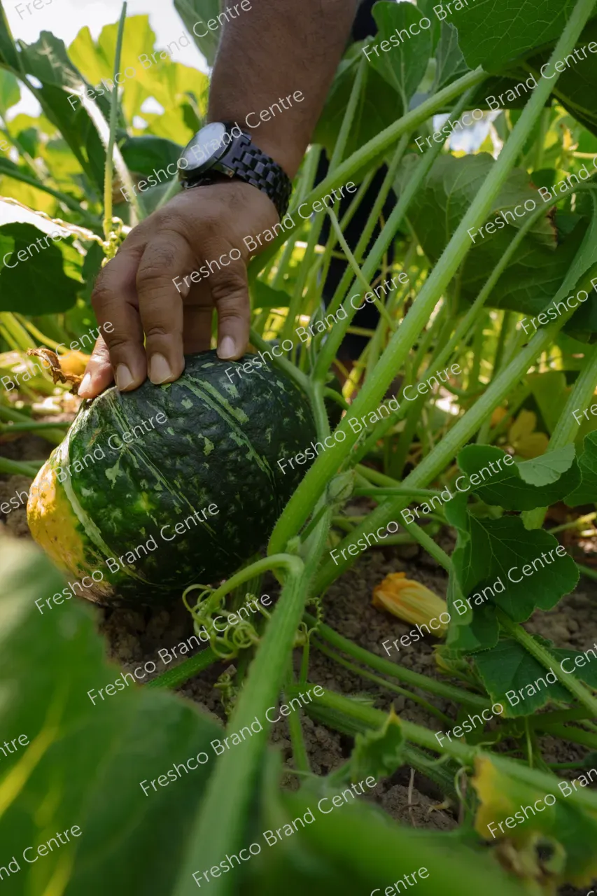 Kabocha Paddock Gisborne (9)