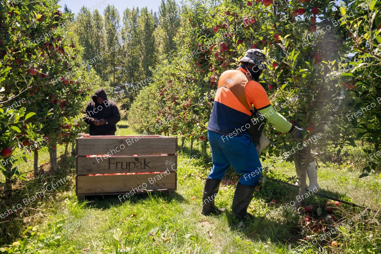 Harvesting Breeze and Gala_13 Feb 2024 (15)