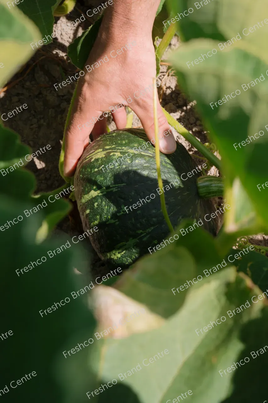 Kabocha Paddock Gisborne (4)