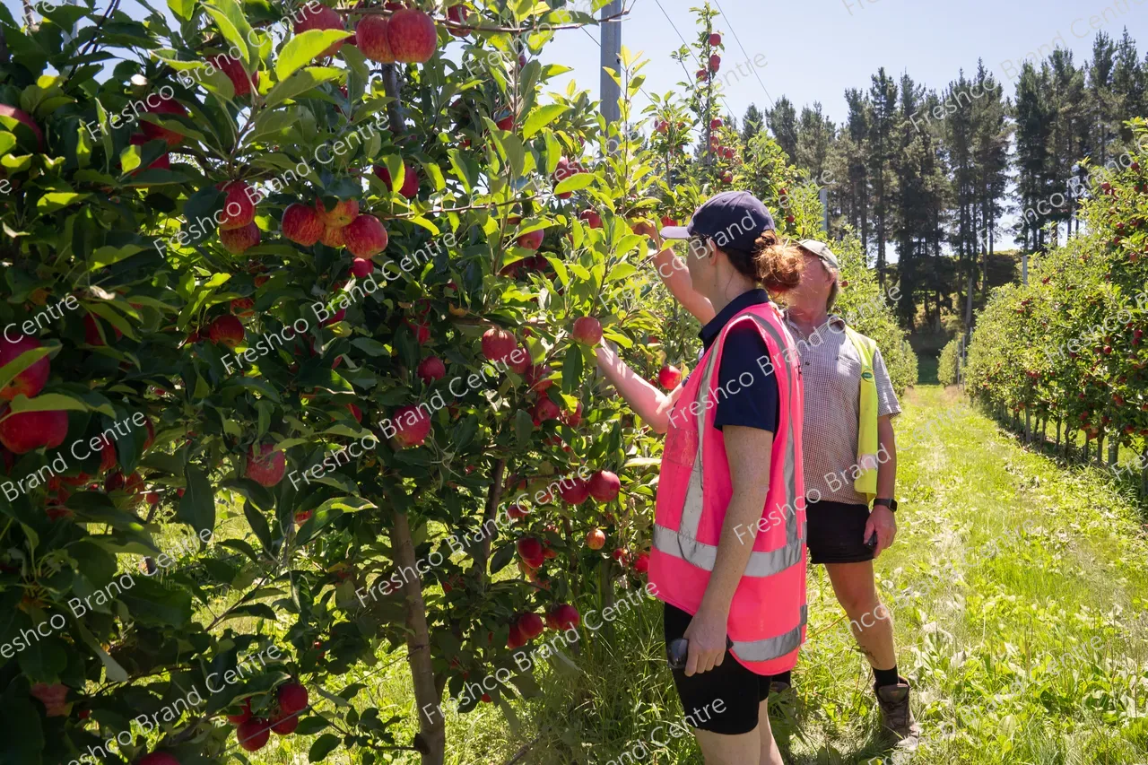 Harvesting Breeze and Gala_13 Feb 2024 (9)