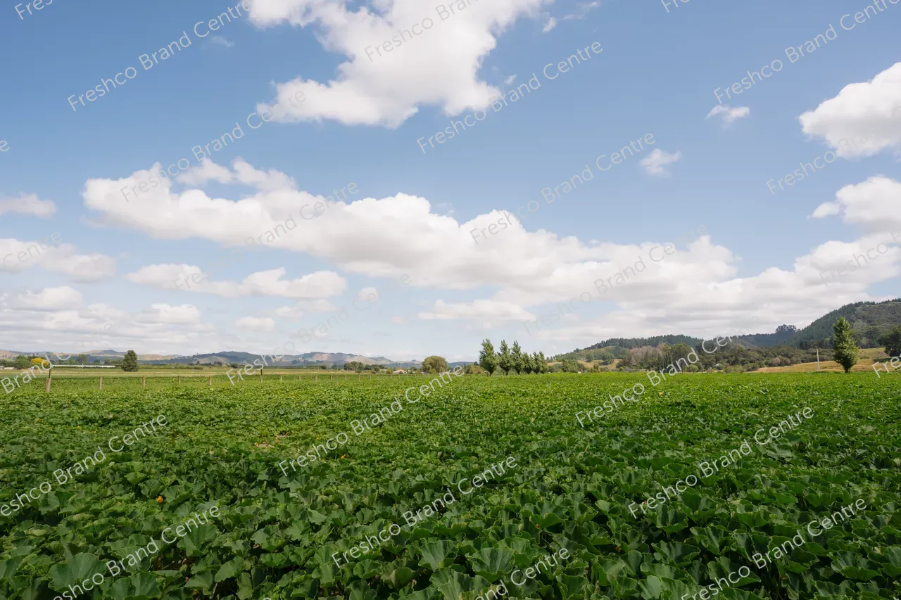 Kabocha Paddock Gisborne (18)