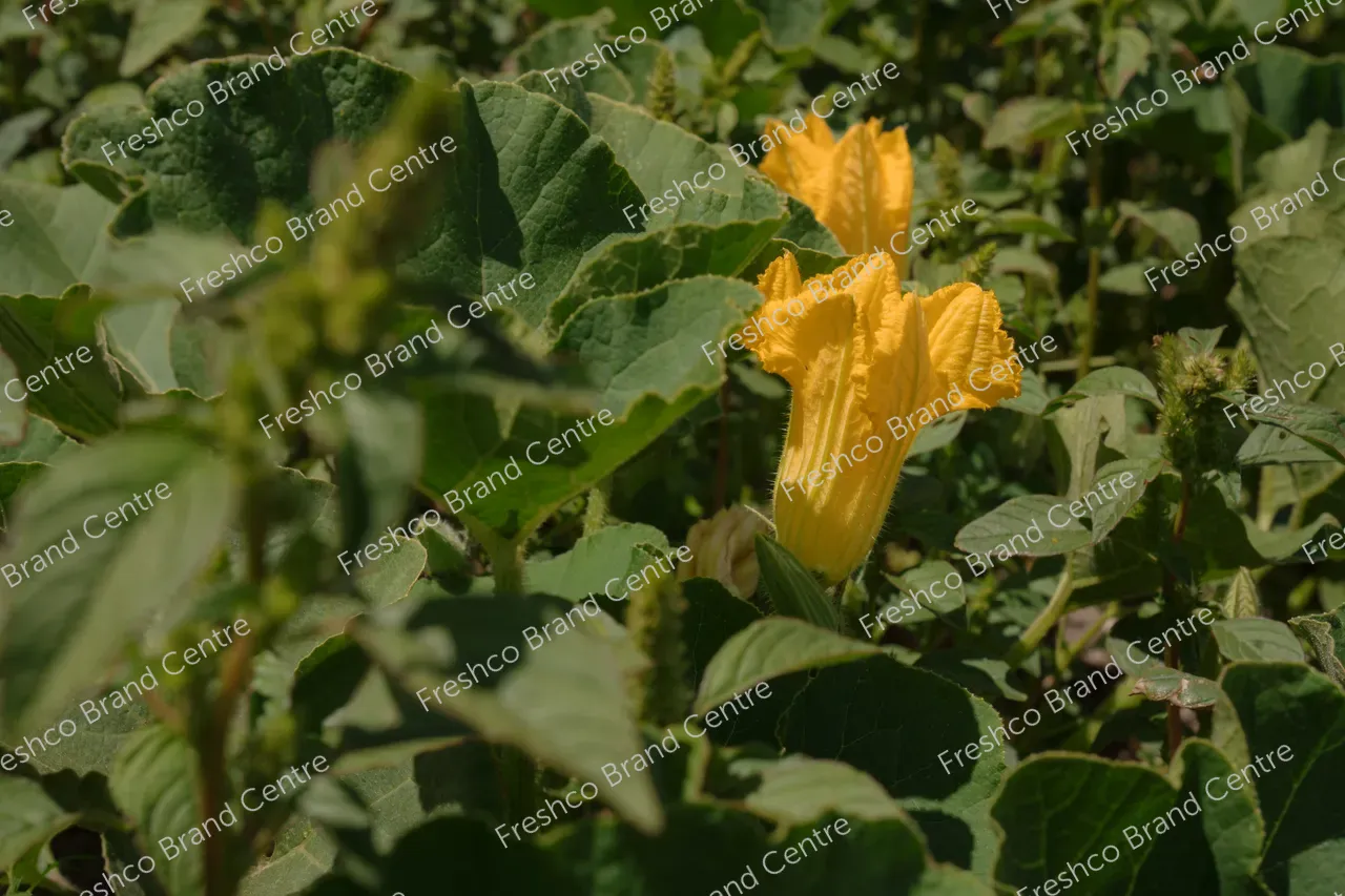 Kabocha Paddock Gisborne (24)