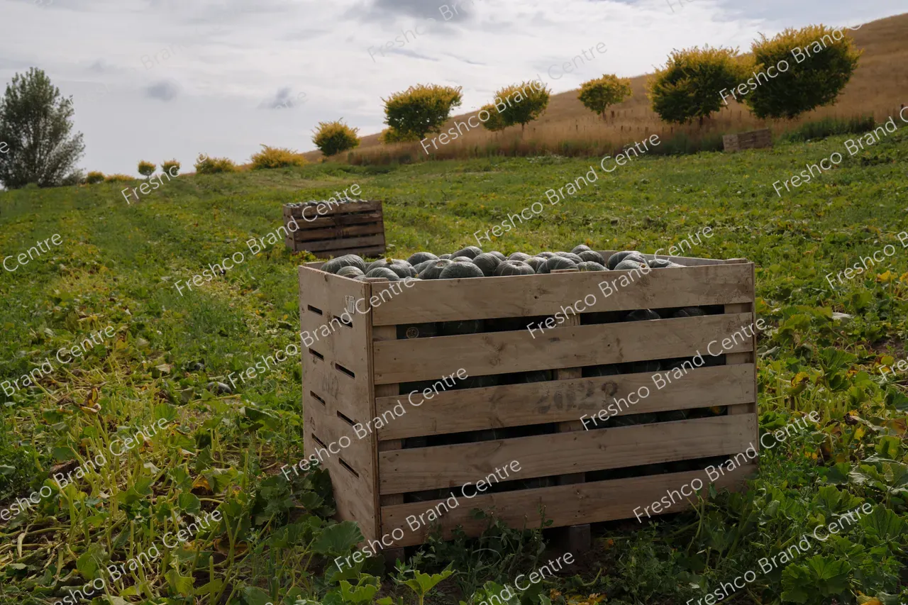 Kabocha Paddock Hawkes Bay (23)