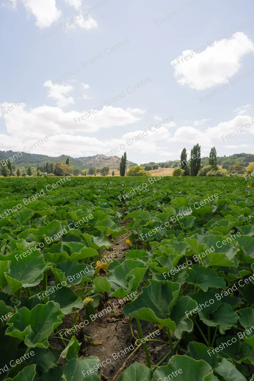 Kabocha Paddock Gisborne (17)