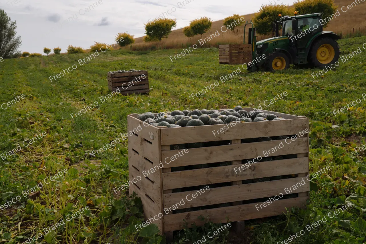 Kabocha Paddock Hawkes Bay (25)