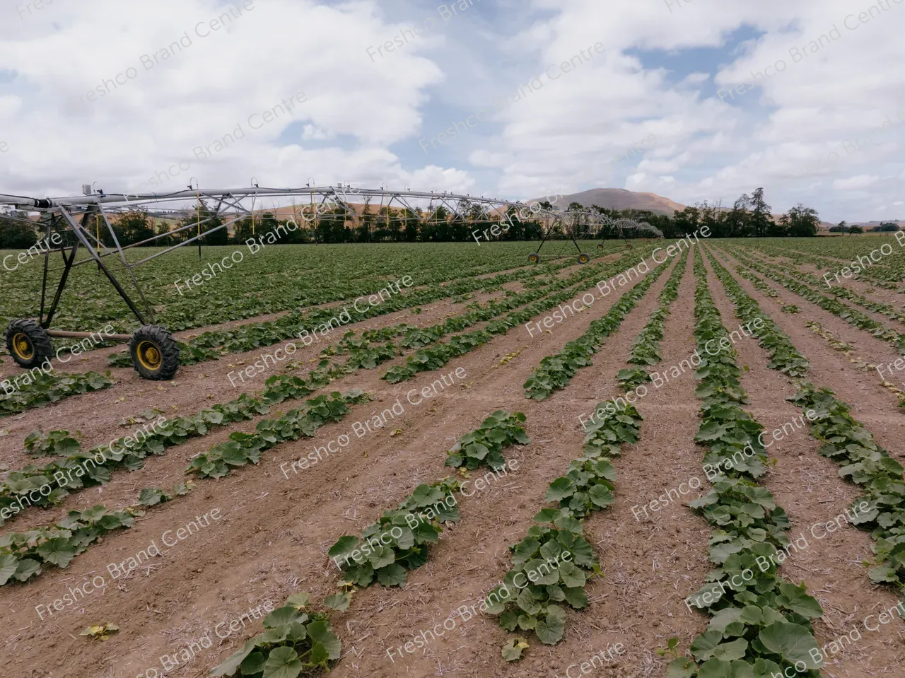 Kabocha Paddock Hawkes Bay (10)