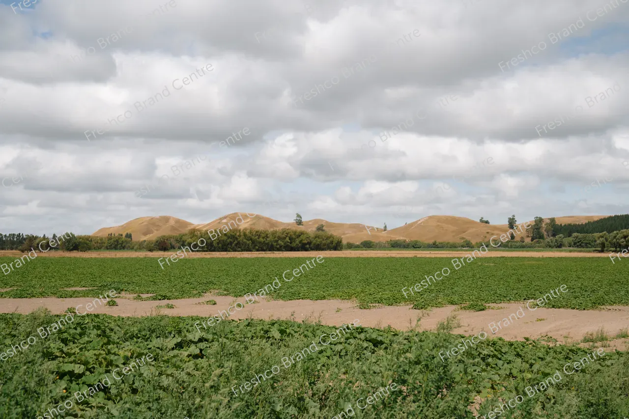 Kabocha Paddock Hawkes Bay (19)
