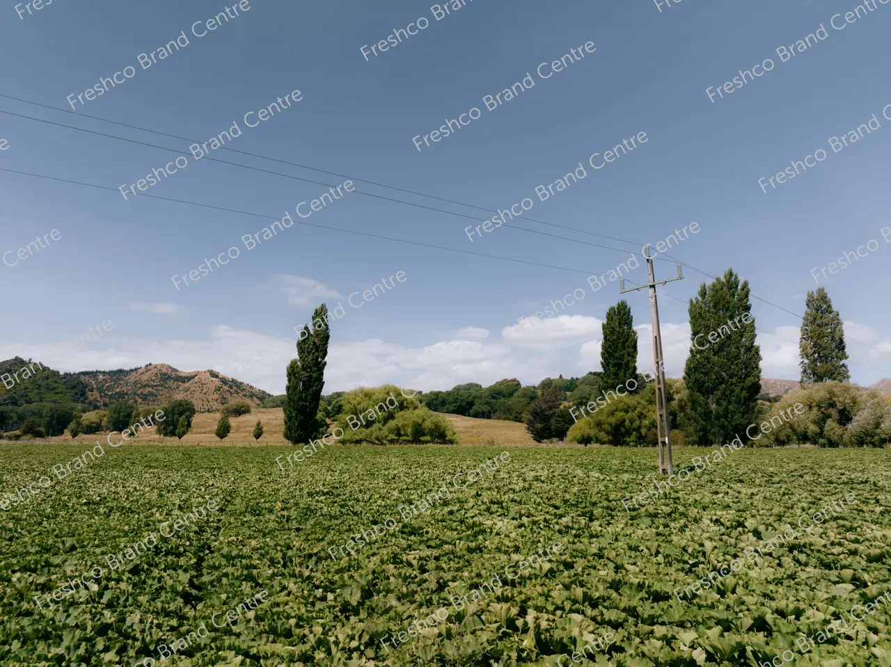 Kabocha Paddock Gisborne (30)