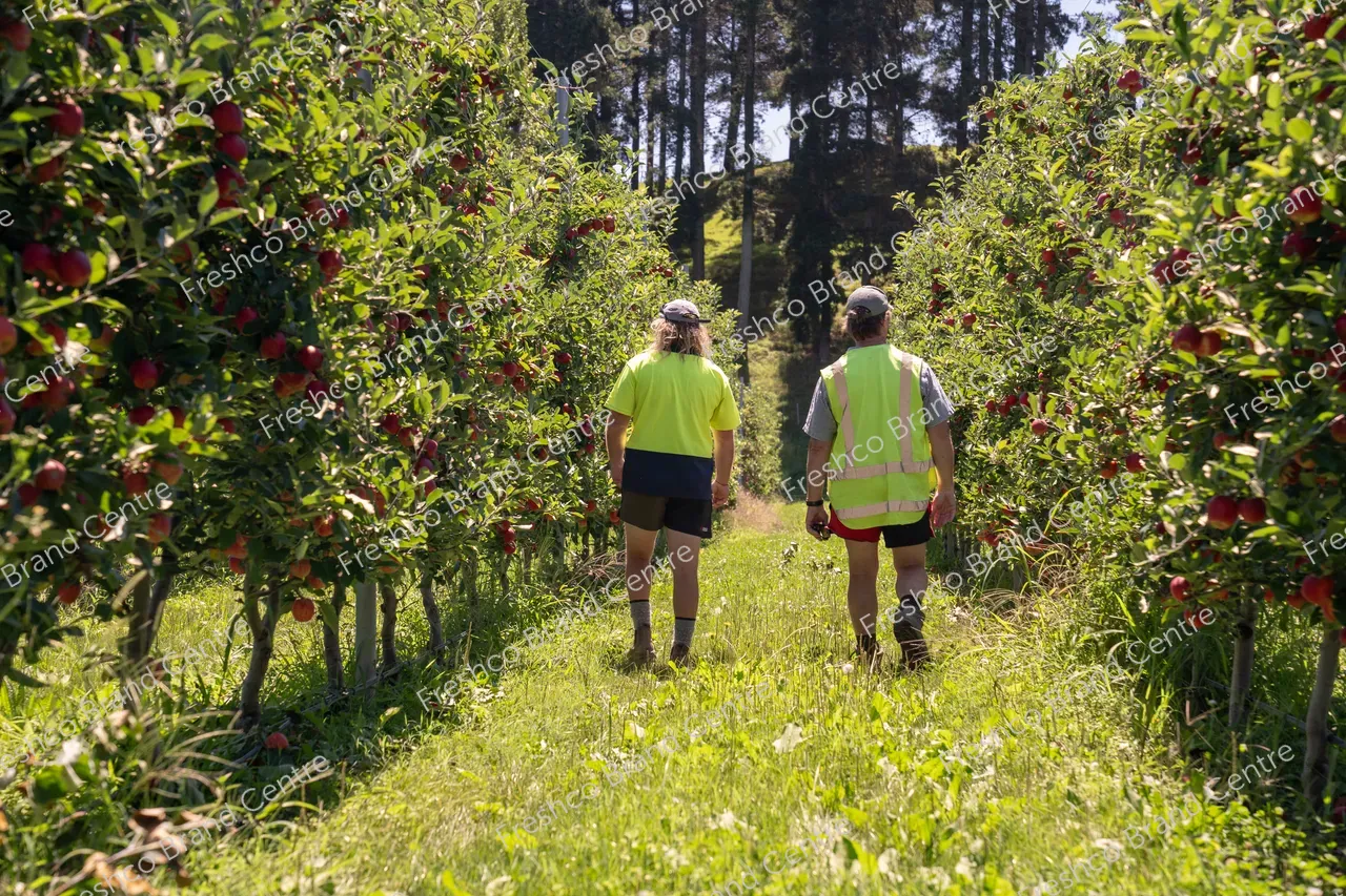 Harvesting Breeze and Gala_13 Feb 2024 (31)
