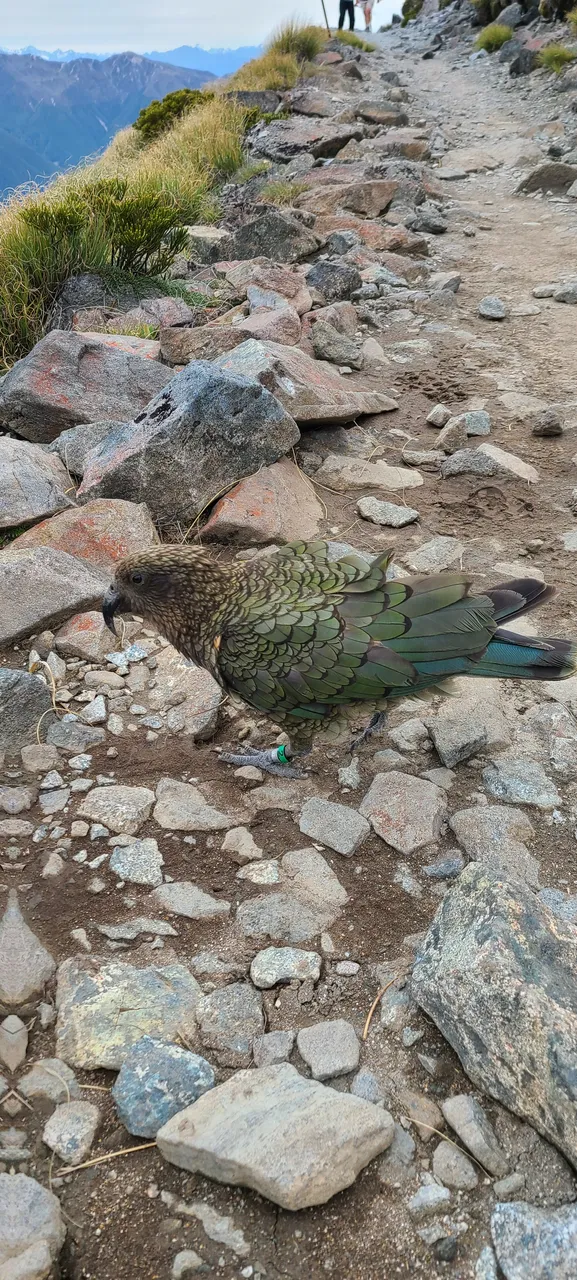 Kea on Kepler Track, Fiordland - Southland New Zealand - Credit Great South (5)