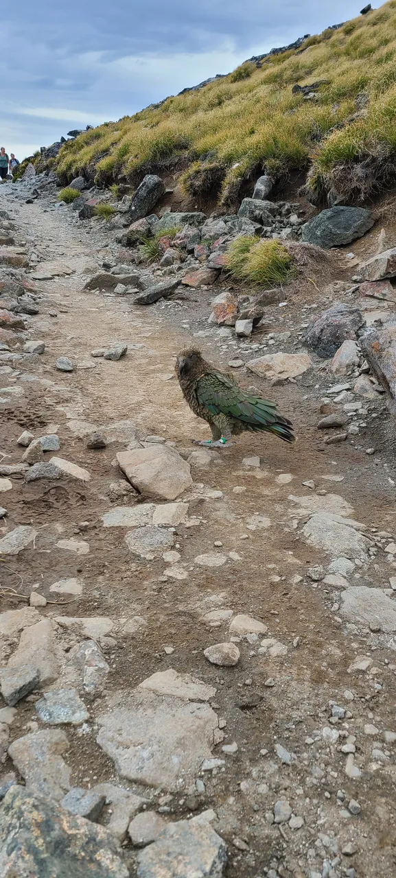 Kea on Kepler Track, Fiordland - Southland New Zealand - Credit Great South (4)