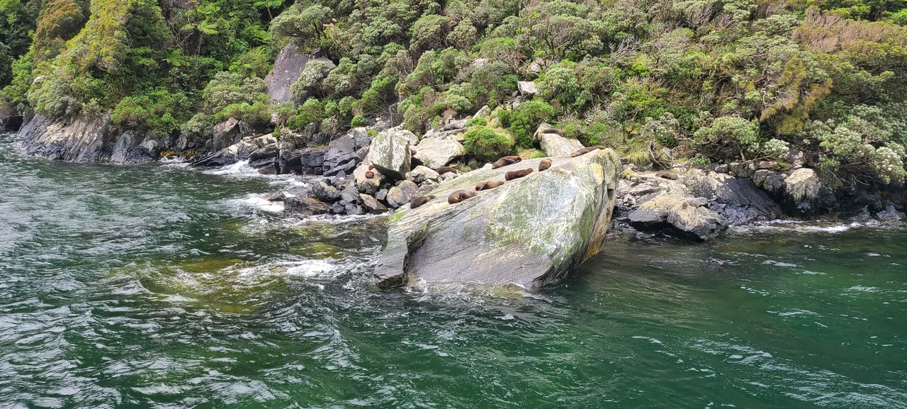 Milford Sound, Fiordland - Southland New Zealand - Credit Great South (7)