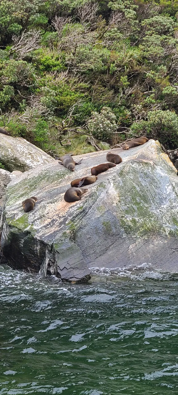Milford Sound, Fiordland - Southland New Zealand - Credit Great South (5)