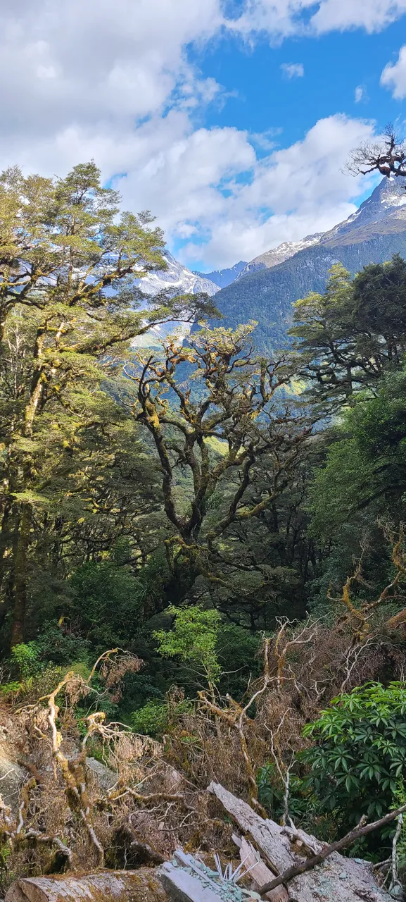 Routeburn Track, Fiordland - Southland, New Zealand - Credit Great South (35)