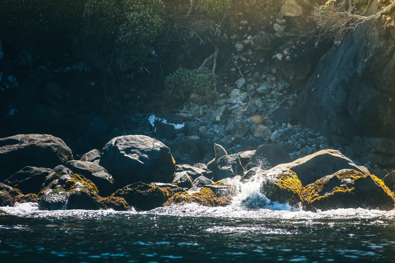 Stewart Island - Southland, New Zealand - Credit Liz Carlson (49)