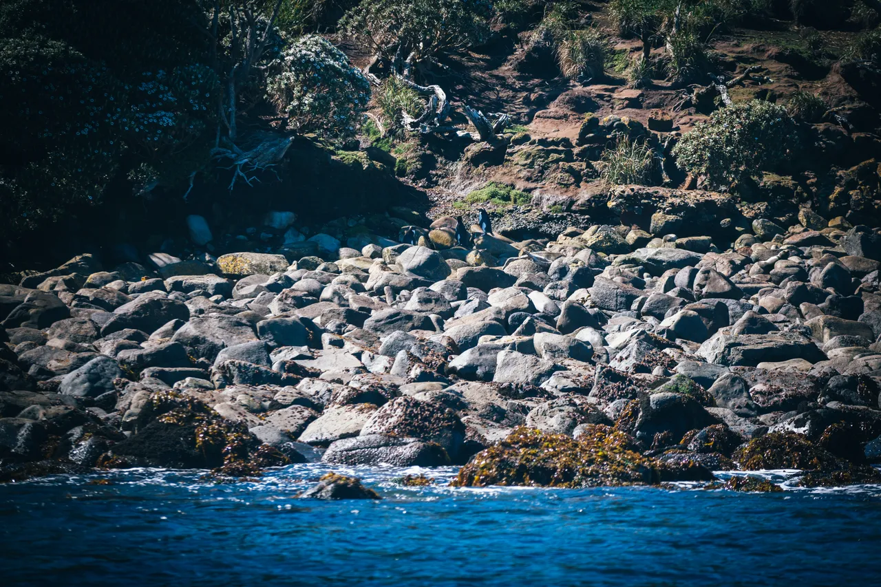 Stewart Island - Southland, New Zealand - Credit Liz Carlson (48)
